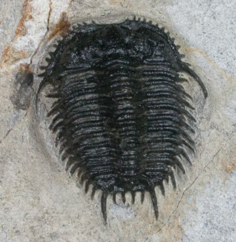 Rare Gondwanaspis Trilobite From Morocco #11821